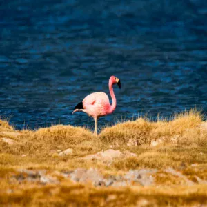 Flamant rose au bord de l'eau
