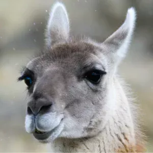 Photo de lama
