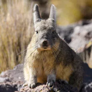 Lapin dans le désert