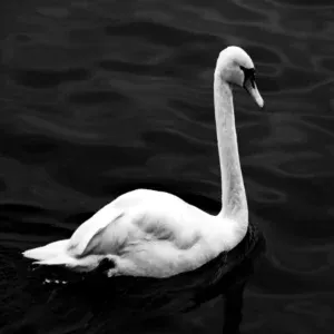 Cygne en noir et blanc qui nage