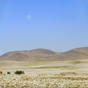 Désert d'Atacama fleuri de fleurs banches au sol