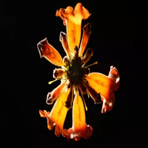 Fleur orange éclatante