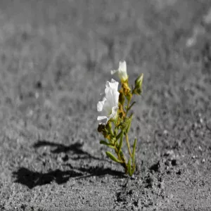 Fleur au milieu du désert de couleur blanche