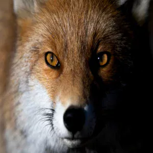 Regard du renard roux