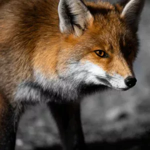 Photo animale renard de face