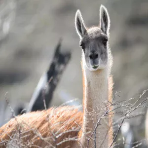 Photographie de lama dans le désert